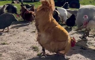 chickens-and-poultry-in-high-demand