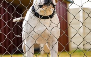 this-shelter-says-it-will-keep-rescuing-animals-despite-losing-funding.-but-they-can’t-do-it-alone