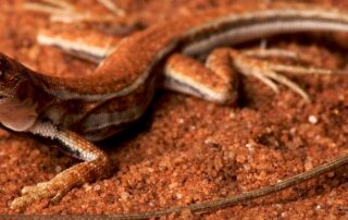 four-newly-discovered-sand-dragons-given-indigenous-names-from-south-australian-regions