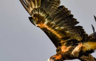 is-this-the-ultimate-scarecrow-to-move-marauding-corellas-on?