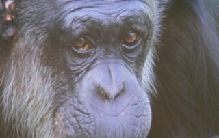 chimps’-heart-rates-measured-remotely-with-help-of-facial-twitches