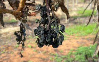 australia’s-largest-wine-grape-growing-region-diversifies-to-deal-with-one-of-the-hardest-years-yet