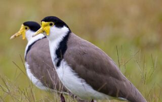 swooping-on-an-opportunity-to-learn-about-nature’s-wonder