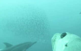 sea-lion-cam-the-‘best-live-tv-you-can-watch’-as-researchers-take-a-plunge-with-endangered-seals