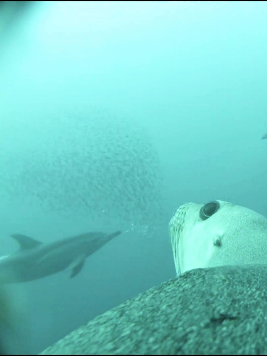 Sea lion cam the 'best live TV you can watch' as researchers take a