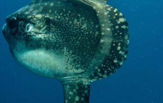 why-rescued-sailor-believes-one-‘bizarre’-fish-stopped-his-round-australia-record-bid-in-its-tracks