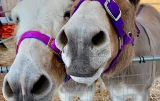 welcome-to-the-outback-carnival-where-people-race-backwards-on-donkeys