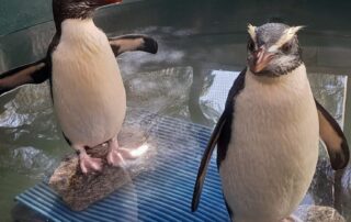 rare-penguins’-aussie-arrival-not-a-good-sign,-researcher-says