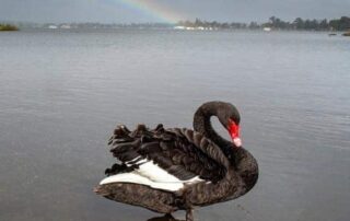 conservation-regulator-investigating-apparent-cases-of-animal-cruelty-against-wildlife-in-ballarat