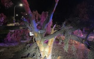 number-plate-wedged-between-branches-as-flaming-audi-brings-down-tree-in-suburban-adelaide