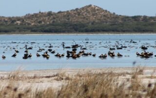 sa-government-accepts-funding-from-private-us-charity-to-undertake-review-of-lakes-management