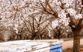 almond-growers-await-green-light-to-allow-nsw-beehives-into-sa-amid-varroa-mite-concerns