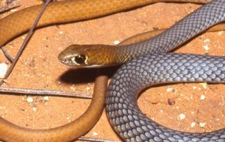 new-venomous-species-of-desert-snake-discovered-through-genetic-research