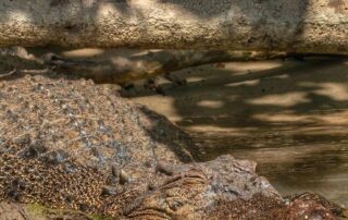 crime-stoppers-offers-$10,000-reward-for-information-about-crocodile-killings