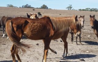 ‘appalling’-horse-cruelty-case-ends-with-life-ban-and-closure-of-one-of-rspca’s-biggest-investigations