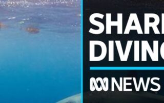 extra-day-of-shark-cage-diving-divides-operators-and-abalone-producers