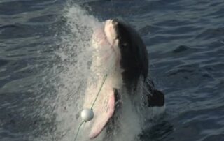a-white-shark-at-neptune-islands-ambushes-the-teaser-tuna-bait