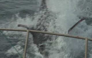 white-shark-ambushes-teaser-tuna-bait