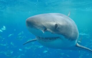 ever-thought-about-cage-diving-with-great-white-sharks?-some-people-want-you-to-think-twice