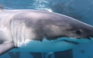 white-sharks-ambush-their-prey