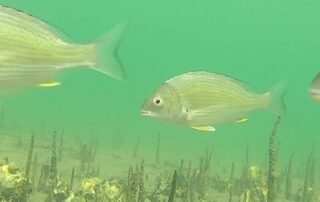 ancient-species-surprises-researchers-as-marine-life-fills-major-shipping-port