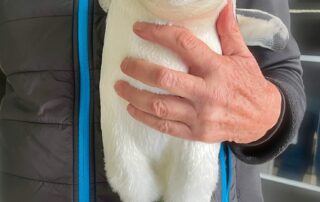 penguin-that-‘should-never-pop-up-on-the-mainland’-discovered-on-sa-beach