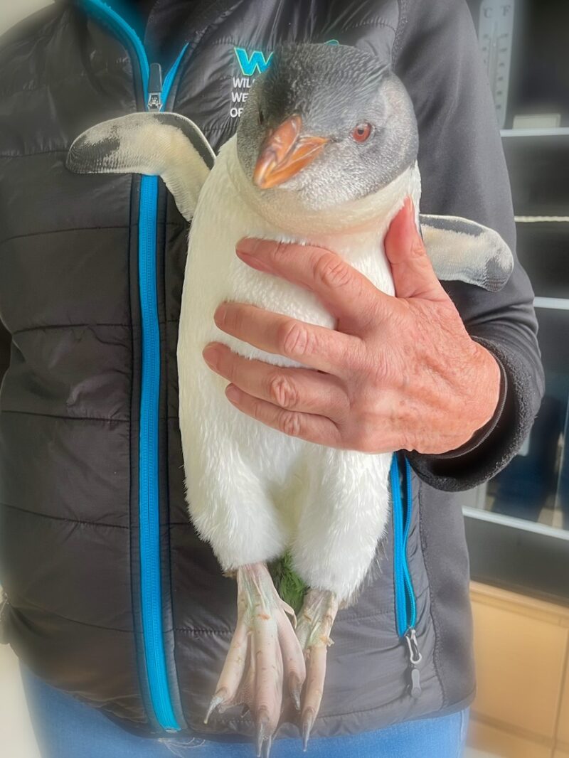 Penguin that 'should never pop up on the mainland' discovered