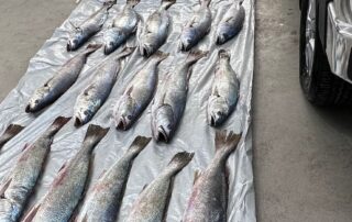 dumped-mulloway-in-port-wakefield-believed-to-be-illegally-netted