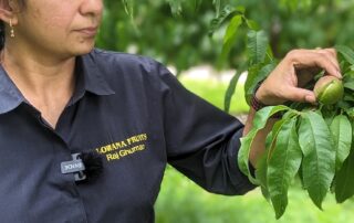 expensive-fruit-fly-protocols-hit-small-time-growers,-who-face-‘death-by-paperwork’