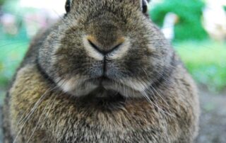 easter-beach-trip-with-pet-bunny-on-kangaroo-island-leads-to-$1,200-in-fines