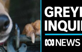 calls-for-sa-greyhound-inquiry-to-have-powers-of-royal-commission