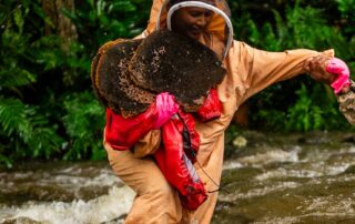 australian-bee-experts-lead-biosecurity-efforts-in-fiji-against-varroa-mite,-killer-pests