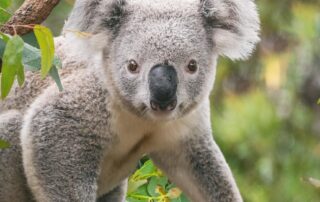 from-kookaburra-cackles-to-bonk-of-the-banjo-frog:-only-one-can-be-crowned-australia’s-favourite-animal-sound