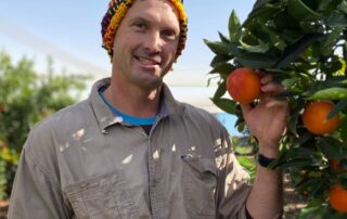 tonnes-of-‘beautiful’-oranges,-mandarins-dropped-in-paddocks-as-stockfeed