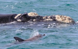 fury-over-‘ludicrous’-commercial-fishing-decision-in-whale-nursery