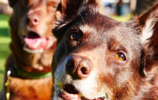 ‘it’s-a-human-cemetery’:-people-unable-to-be-buried-with-pets-under-council-policy