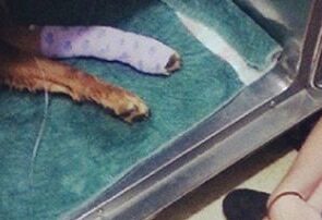 stray-dog-sparks-parvovirus-warning-in-whyalla