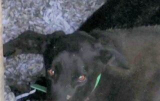 tasmania’s-leading-greyhound-trainer-under-investigation-following-release-of-graphic-video-footage