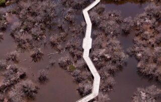 strategic-plan-paves-pathway-to-recovery-for-threatened-st-kilda-mangroves