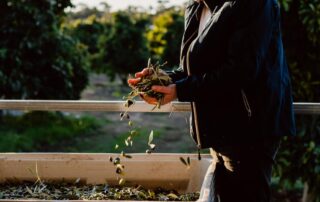 leading-chef-calls-on-aussies-to-buy-locally-grown-olives-as-a-‘fresher-and-better’-option