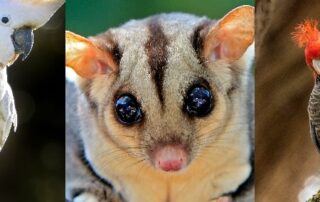 grunt,-growl-or-howl?-take-our-quiz-to-see-if-your-knowledge-of-aussie-animal-calls-is-worth-crowing-about