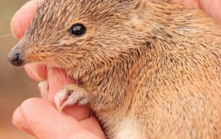 scientists-successfully-reintroduce-locally-extinct-mammals-to-safe-fenced-in-zones