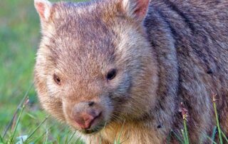 subdivision-halted-by-native-plants,-wombats,-where-houses-are-in-short-supply-in-seaside-robe