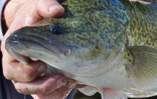 ecologist-confident-murray-cod-can-recover-after-years-of-‘insults-and-injuries’-as-fish-kill-threatens-darling-baaka-river
