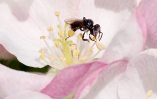 could-this-native-pollinator-be-an-alternative-solution-to-the-under-threat-european-honey-bee?