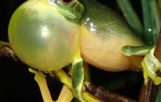 fish-farts,-snorting-koalas,-bonking-frogs:-how-do-animals-make-these-crazy-sounds?