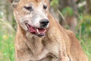 wild-dog-attacks-keeping-traumatised-farmers-up-at-night