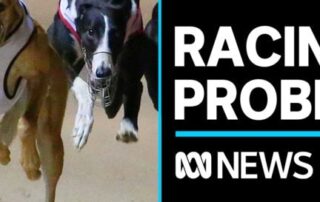 former-victorian-police-chief-to-lead-sa’s-greyhound-racing-probe