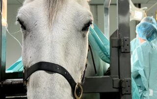 think-the-equine-vet-shortage-is-bad-now?-the-industry-is-warning-it’s-only-going-to-get-worse