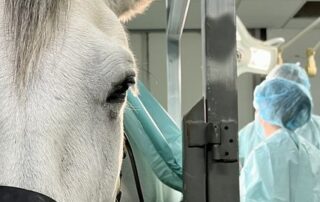 why-is-there-a-shortage-of-equine-vets?